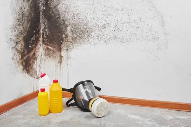 Best Same-Day Mold Removal  in Independent Hill, VA