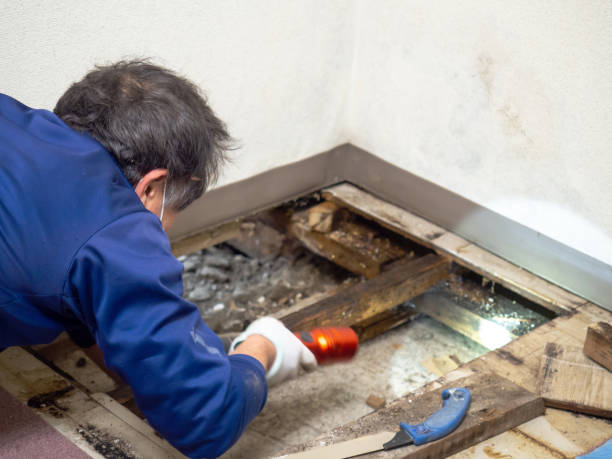Mold Testing and Removal in Independent Hill, VA