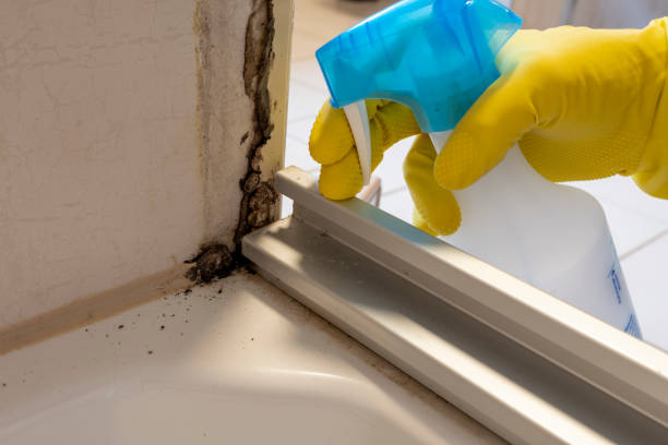 Best Mold Testing and Removal  in Independent Hill, VA